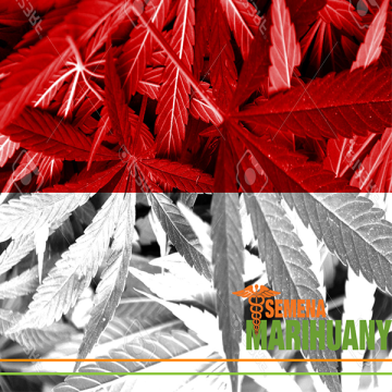 Polen legalisiert medizinisches Cannabis!