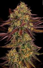 Paradise Seeds Tangerine Sorbet feminizované semená