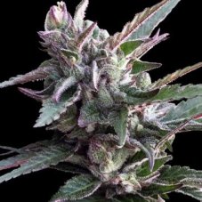 Ace Seeds Thai Chi feminizované konopné semená