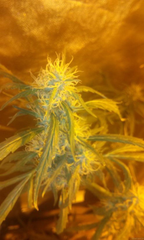 Hindu Kush - семена 10 бр. стандартизирани семена Sensi