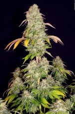 T.H. Seeds Akorn feminized seeds