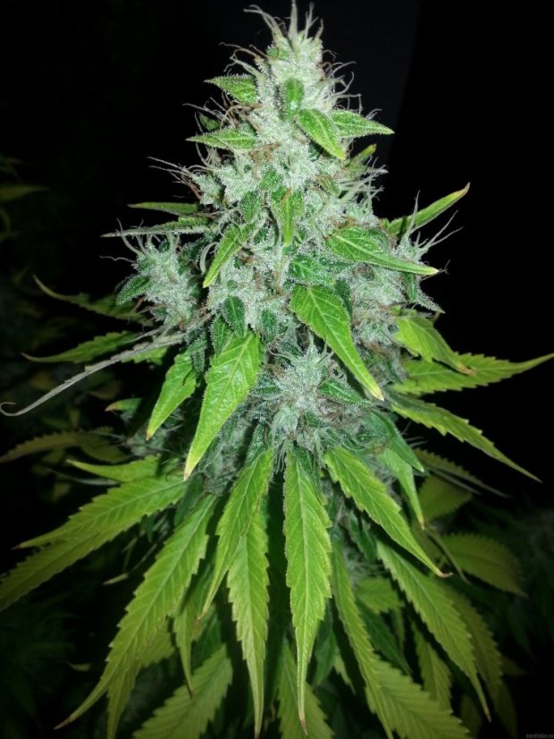 8 Ball Kush – feminizované semienka 10 ks Barney Farms