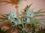 Northern Lights N.5 x Haze 10 ks štandardizované feminizované semená Sensi Seeds