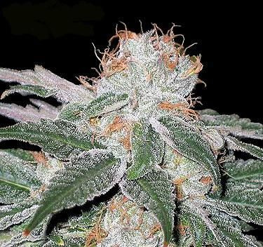 White Widow - feminizovaná semena konopí 10 ks, Seedsman