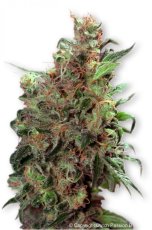 Californian Orange - feminizovaná semínka 3 ks Dutch Passion