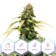 Epsilon F1 - autoflowering semena 5 ks Cannapio