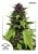 Frisian Duck® - feminized 3pcs Dutch Passion seeds