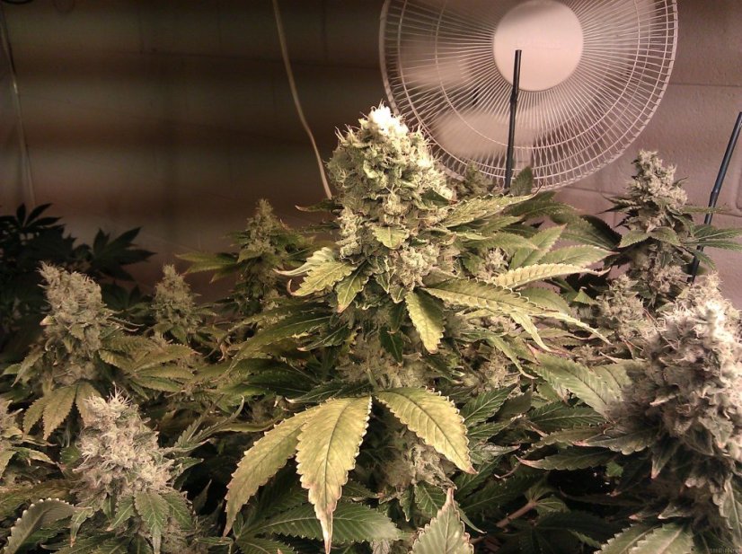 Acid - feminizované semená 5 ks Paradise Seeds