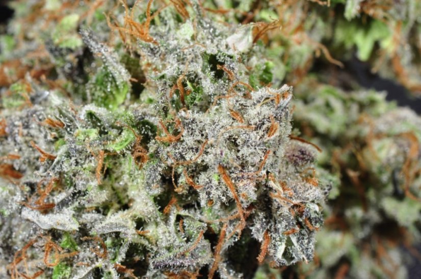 Bubba Kush - feminizovaná semienka 3ks Humboldt