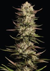 Humboldt Seed Company California Octane Triploid feminizovaná semena