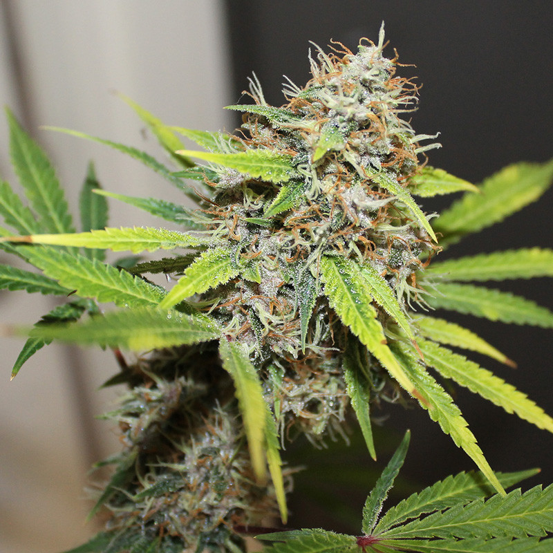 Pineapple Poison - feminizovaná semena 3 ks, Super Sativa Seed Club