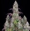 Lemon Pie Auto - nasiona automatycznie kwitnące 10szt Fast Buds