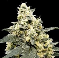 Paradise Seeds Lemonade Auto samonakvétací semena