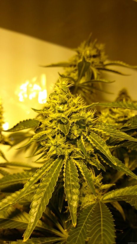 Critical Kush – feminizovaná semena 10 ks Barney´s Farms