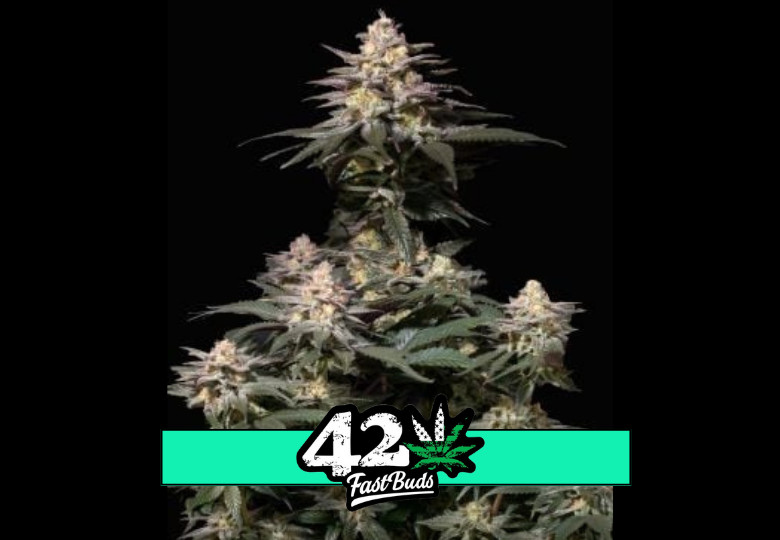 Purple Lemonade FF - feminisierte Marihuana Samen 3 Stück Fast Buds