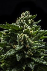 Ripper Seeds DO-G Feminized Seeds