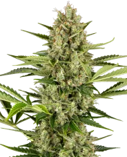 Jack Herer Automatisch, 5 st., Sensi Seeds
