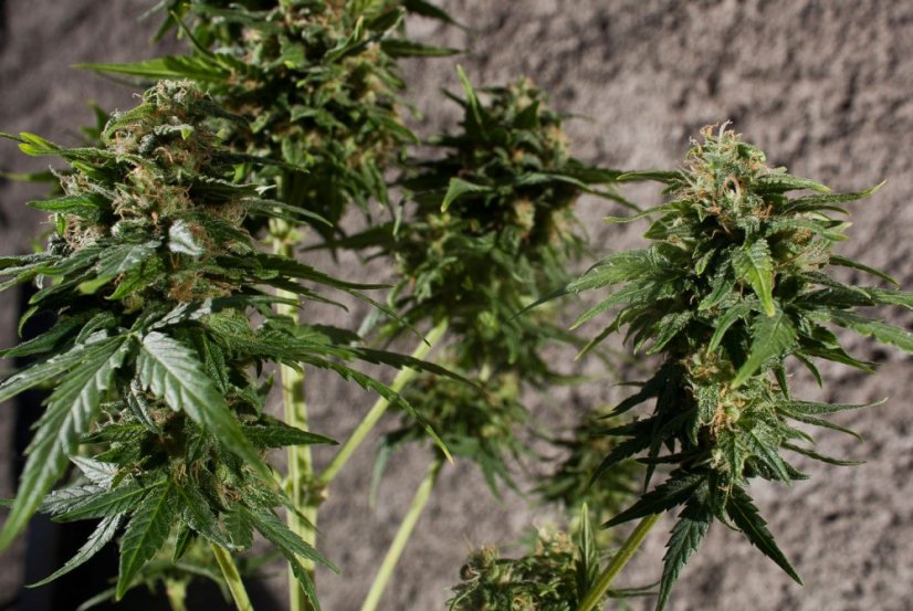 PolarLight  3®- autoflowering semienka 7ks Dutch Passion