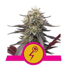 Green Crack Punch - feminizovaná semienka 3 ks Royal Queen Seeds