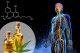 CBD OIL'S JOURNEY THROUGH THE BODY: WHAT HAPPENS AFTER TAKING IT?