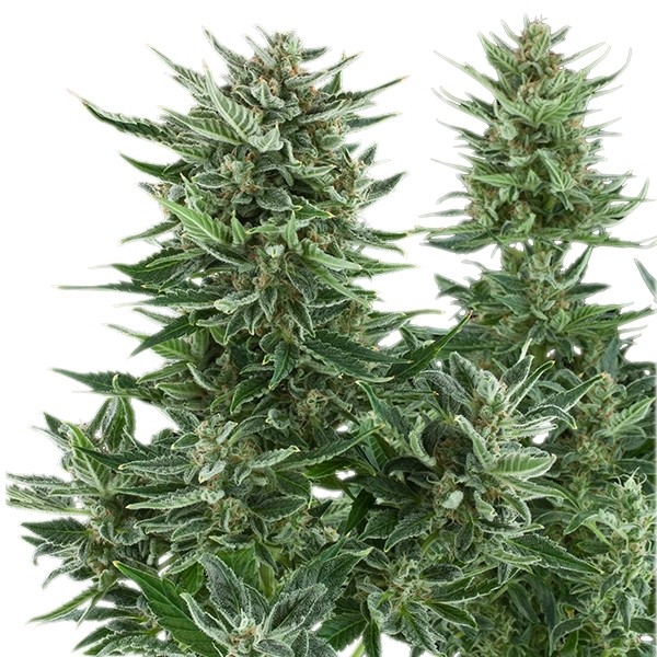 Easy Bud - samonakvétací semínka 10 ks Royal Queen Seeds