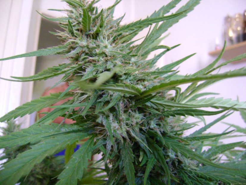 Black Jack – feminizovaná semínka 5 ks Sweet Seeds