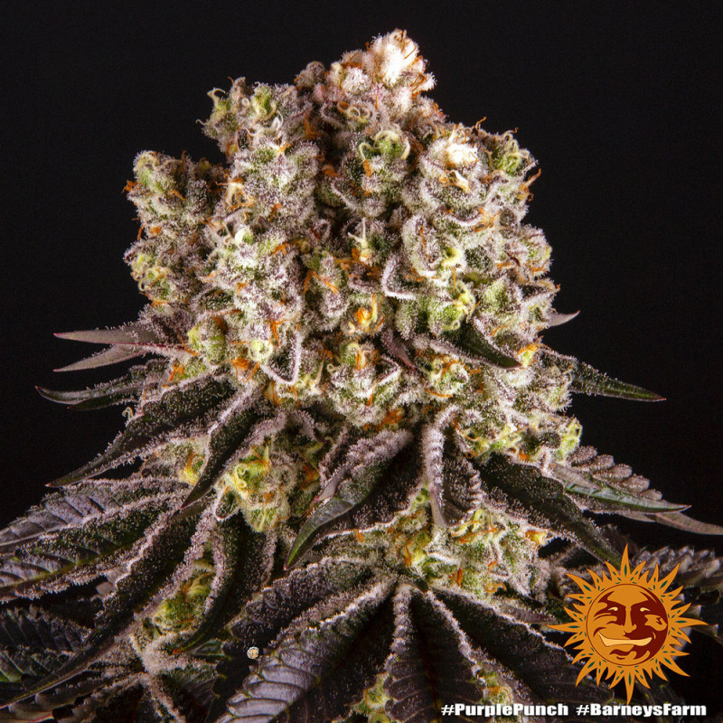 Purple Punch - feminizovaná semená marihuany 5 ks Barney´s Farm