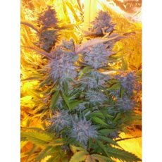 Blue Mammoth - 3 Stück Autoflower-Samen Barney's Farms