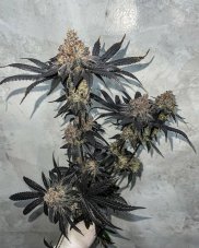 Nasiona feminizowane Miracle Fruit Symbiotic Genetics