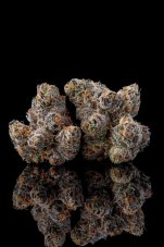 Paradise Seeds x Compound Genetics Runtz Carlton feminisierte Samen, 7 Stk.