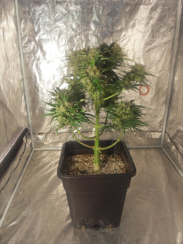 Cream Caramel Auto – samonakvétací semínka 5 ks Sweet Seeds