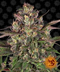 Peyote Critical - feminizované semena marihuany 10 ks Barney´s Farm