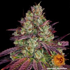 Mimosa EVO - feminizovaná semená marihuany 3 ks Barney´s Farm