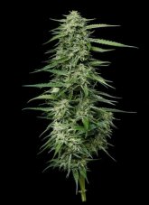 Humboldt Seed Company Blueberry Honey feminisierte Samen