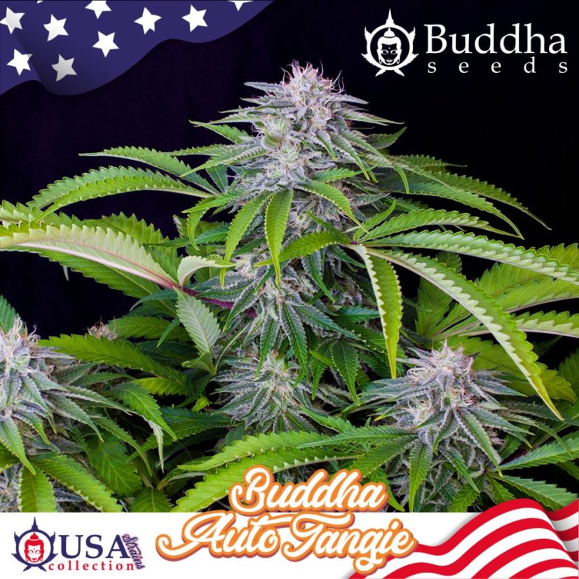 Buddha Auto Tangie, 10 ks, Buddha Seeds