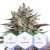 Infinity CBD -  feminizovaná semínka 3 ks  Cannapio
