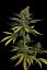 Cheese - 3 pieces of feminized Dinaf seeds