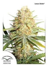 Lemon Zkittle - feminizovaná semienka 5ks Dutch Passion