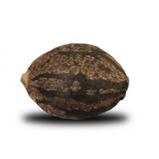 Skunk XL - feminizovaná semínka 5 ks Royal Queen Seeds