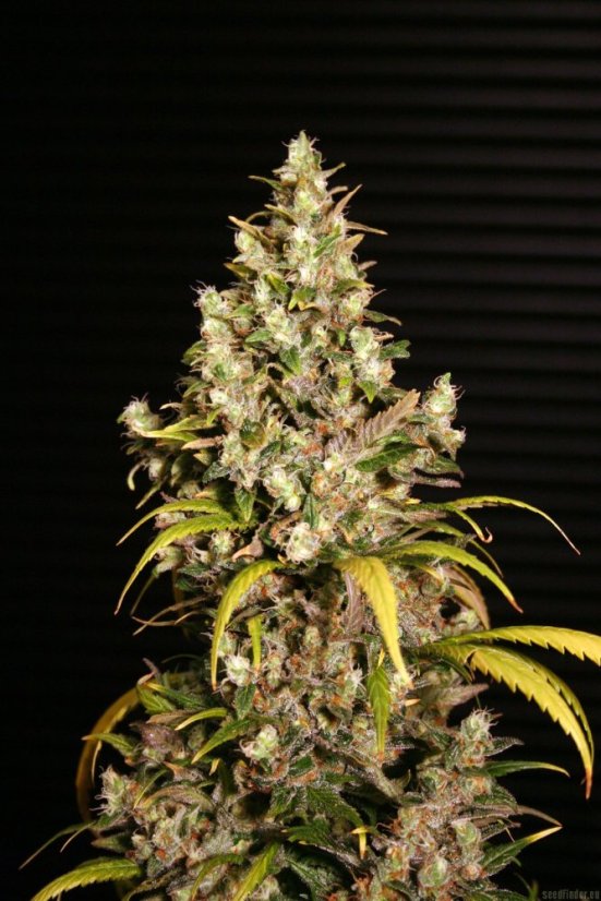 Monster - 9ks feminized semená Eva Seeds