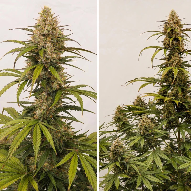Auto Melonade Runtz - autoflowering Samen, 7 Stück, Dutch Passion
