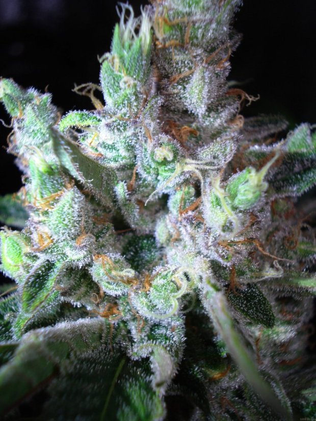 Northern Lights N.5 x Haze 10 ks štandardizované feminizované semená Sensi Seeds
