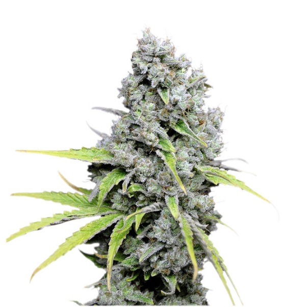 CBD Kush®- feminizované semienka 3 ks Dutch Passion