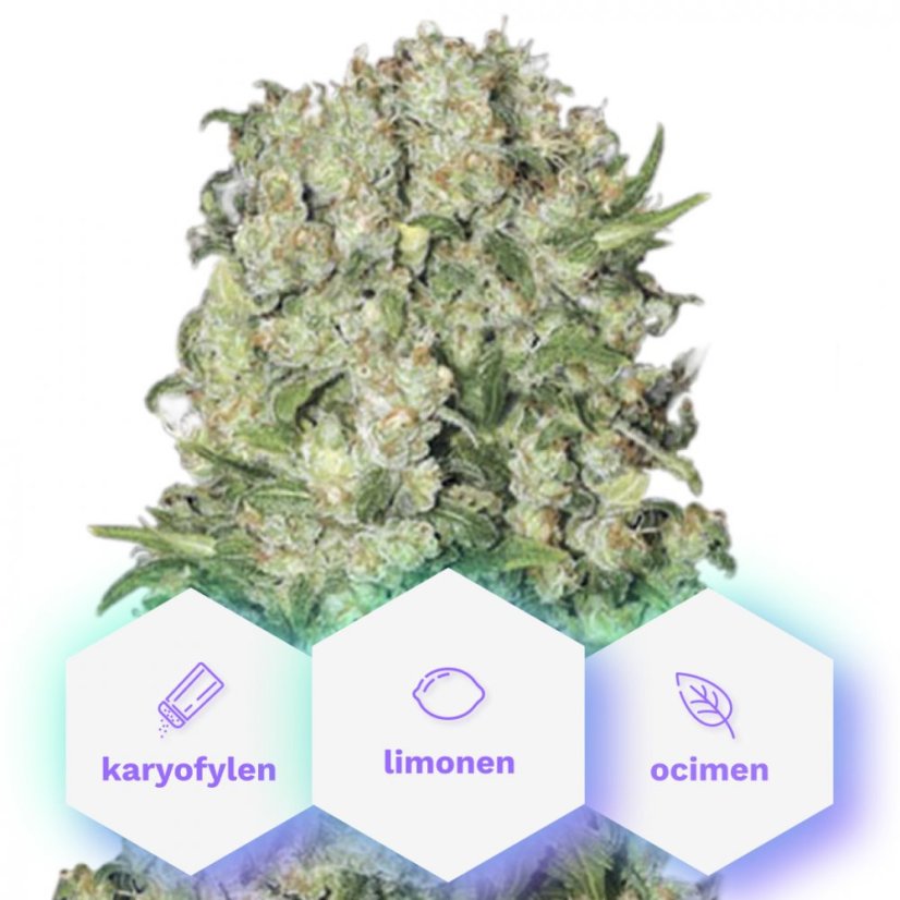 White Rush - 5pcs Cannapio feminized seeds