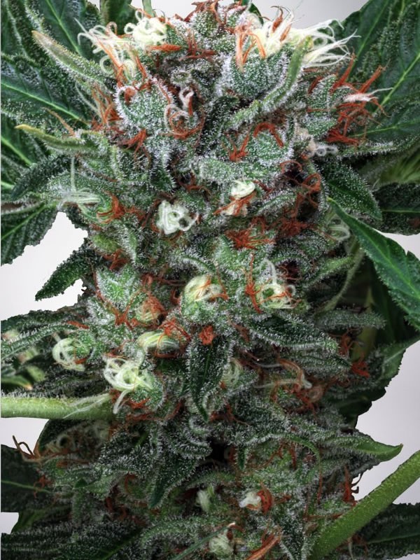Northern Lights – feminizované semienka 5 ks Ministry of Cannabis