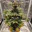 Buddha Wedding Cheesecake, 3 kom., Buddha Seeds