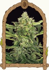 Mango Cream Auto - самоцъфтящи семена от марихуана, 3бр Exotic Seed