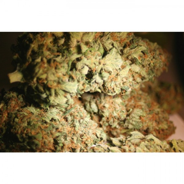 Atomical Haze - 10ks feminizovaná semínka Paradise Seeds