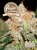 Jack Herer -  feminizovaná semínka 10 ks Fair seeds