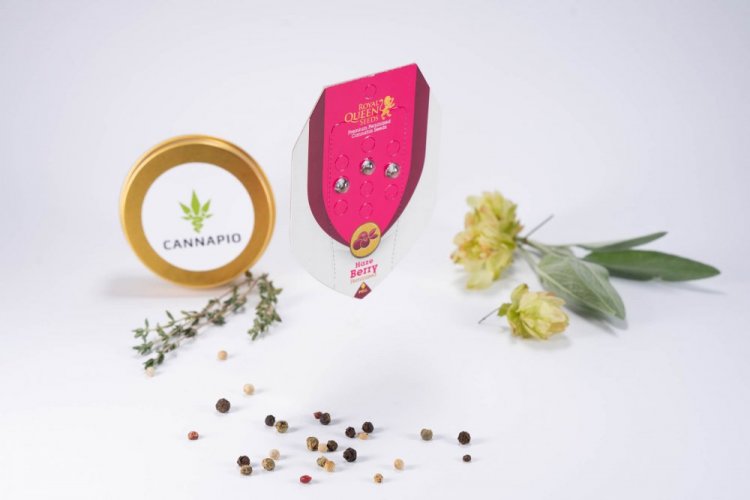 Haze Berry - feminisierte Samen 3 Stück Royal Queen Seeds
